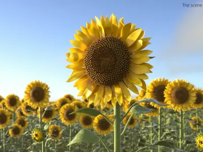 Blooming Sunflower Stem Tall Fur 3D model
