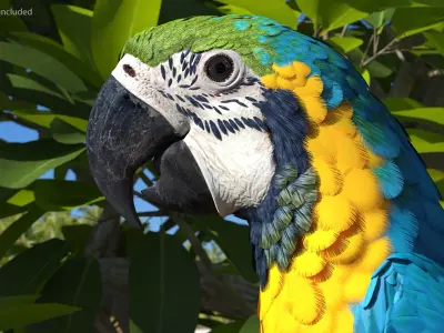 Blue and Yellow Macaw Head 3D model buy