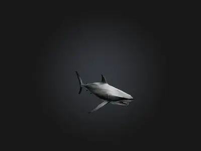 Realistic Shark Model Low-poly 3D model purchase
