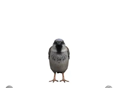 Sparrow Low-poly 3D model buy