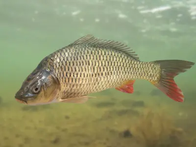 Carp Fish(Animated) 3D model