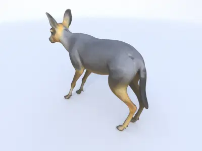 Patagonian Mara 3D model