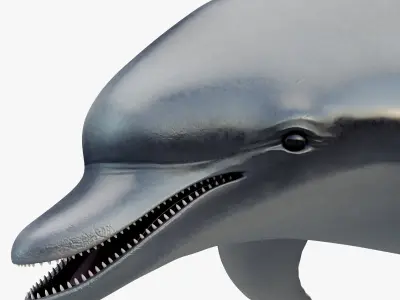 3D model Animated Dolphin Low-poly 3D model