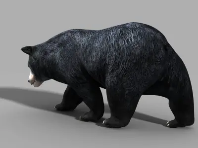 Black Bear PRO 3D model purchase