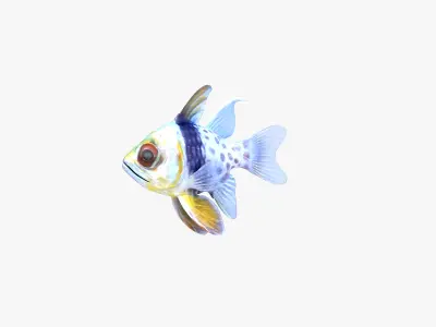  Orbiculate and Spotted Cardinalfish 