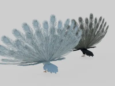 Animal peacock 3D model