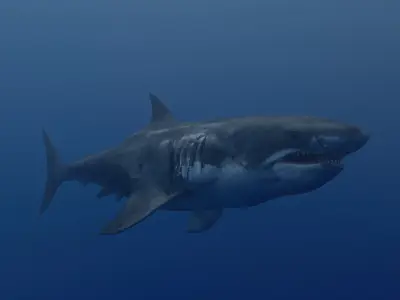 White Shark Low-poly 3D model buy