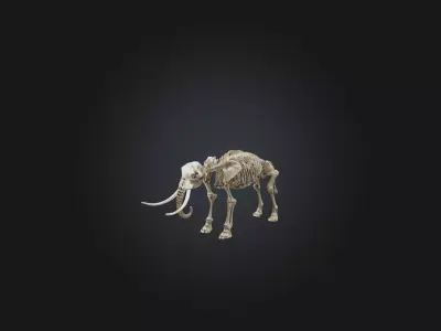 Realistic Elephant Skeleton Model Low-poly 3D model