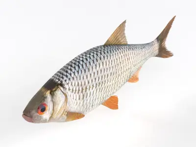 Roach Fish 3D model purchase
