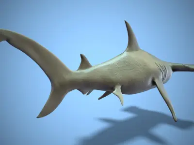 Hammerhead shark Low-poly 3D model 2