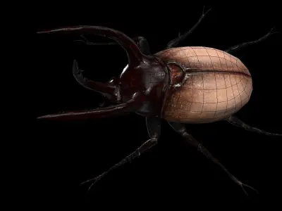 Rhino Beetle Fighting  Low-poly 3D model
