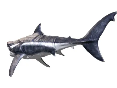 Megalodon 3D model