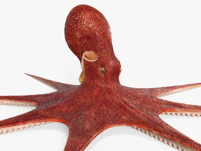Octopus  purchase 3D model