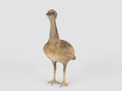 Houbara bird 3D model