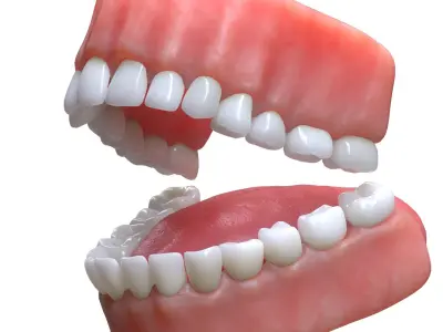 Human Mouth Teeth Tongue 3D model