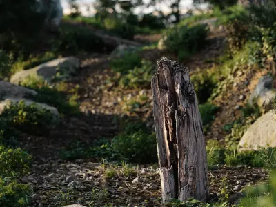  Tall Broken Splintered Stump Model 