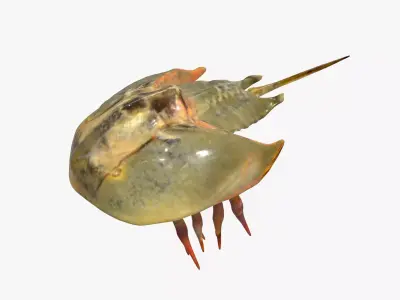 Horseshoe Crab 3D model