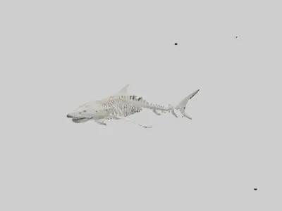 Tiger Shark Skeleton model 3D model