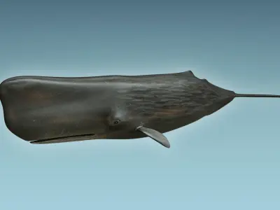 Sperm Whale 3D model get