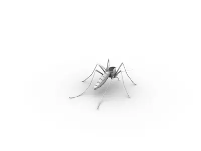 mosquito 3D model order