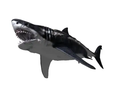 Megalodon 3D model