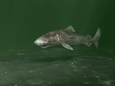 Greenland Shark (Animated) 3D model