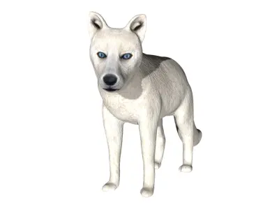 Arctic Fox Low-poly 3D model