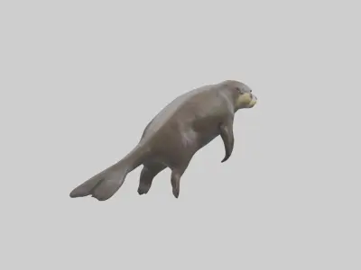 Giant Otter swimming model Low-poly 3D model
