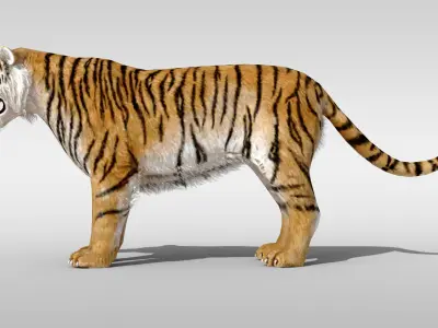 Tiger fur Rigged Low-poly 3D model