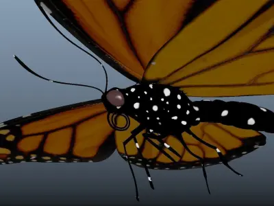 Butterfly with texture 3D model