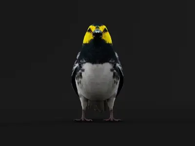 Golden Cheeked Warbler Songbird Low-poly 3D model
