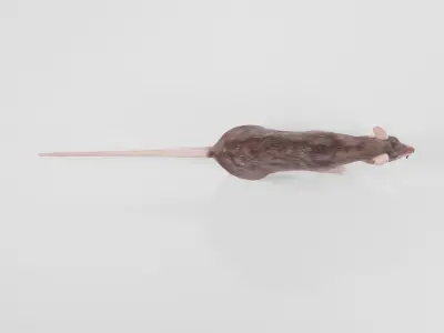 Mouse rat rigged  Animations Low-poly 3D model