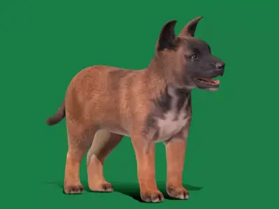 Belgian Shepherd Puppy Dog Free 3D model
