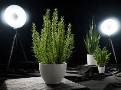  Rosemary Plant Herb Potted Plant Model 