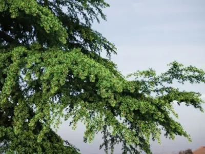 XfrogPlants Himalayan Cedar - Cedrus Deodara  3D model