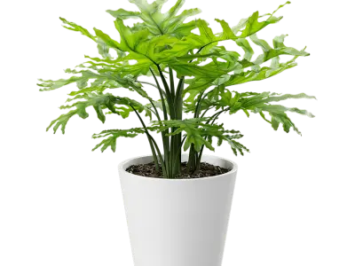  Philodendron Plant Potted Plant Model  buy