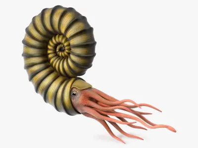 Ammonite 3D model purchase