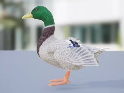 Duck Basic Low-poly 3D model