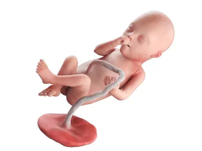 Fetus Anatomy Week 20 Static 3D model