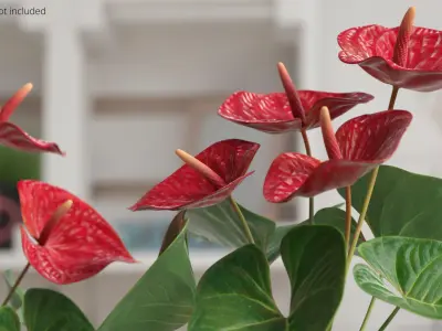 Anthurium Tropical Houseplant with Leaves Red 3D model