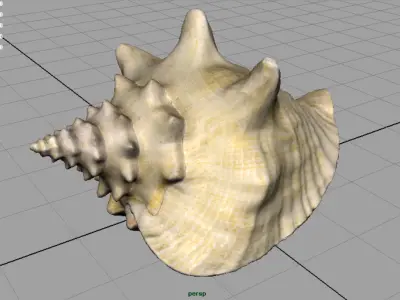 SEA SHELL Low-poly 3D model purchase
