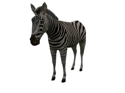 Zebra Low Poly For Games and VR Low-poly 3D model