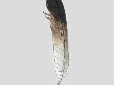 Feather Low-poly 3D model purchase