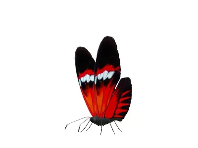 Butterfly Collection Pack 13-18 Low-poly 3D model