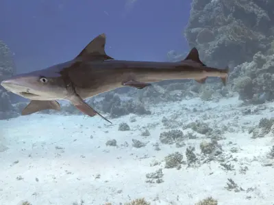 Dog Shark 3D model