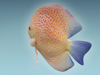 Discus Fish 2 3D model
