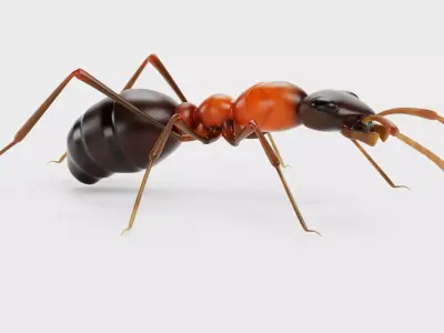Ant - Formica Rufa Low-poly 3D model
