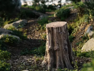  Medium Cut Splintered Stump Model 