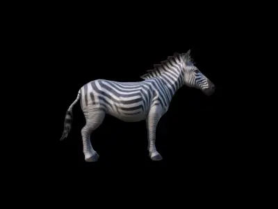 3d Mode The Zebra Is A Stunning Herbivore 3D model