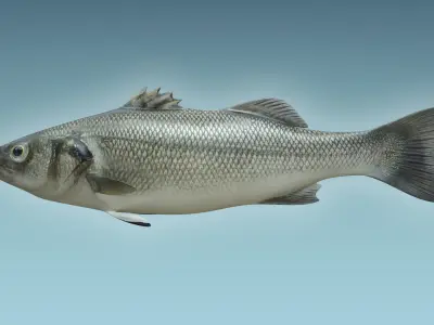 Barfish shark flying in sky 3D model